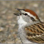 chipping_sparrow