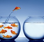 goldfish