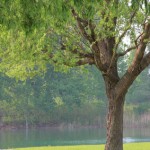 river and tree river and tree